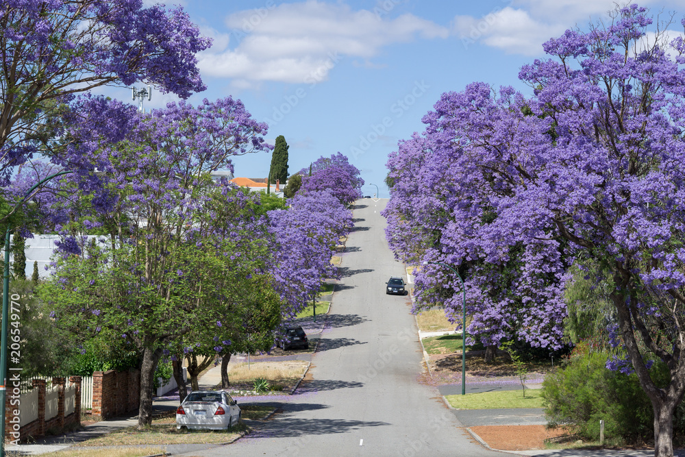 purple streets