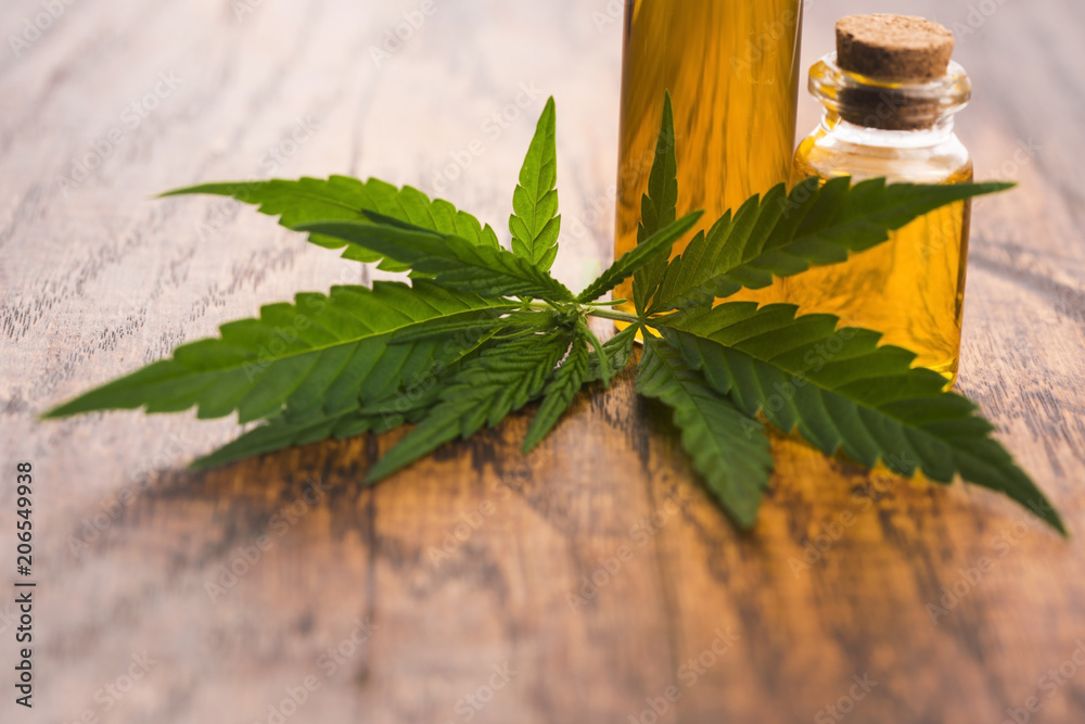 marijuana plant and cannabis oil marijuana plant and cannabis oil