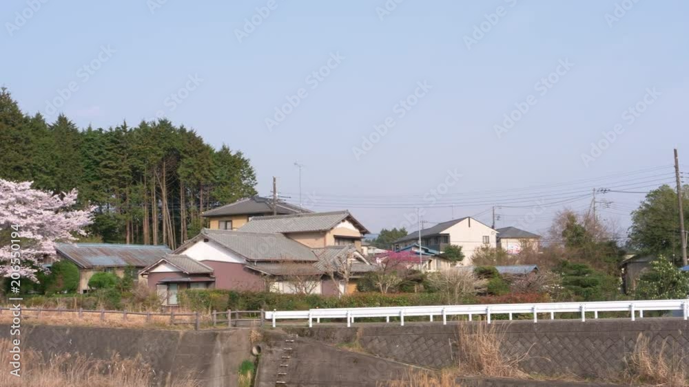 Cherry Blossoms and Mt. Fuji (Panning) Cherry Blossoms and Mt. Fuji (Panning)