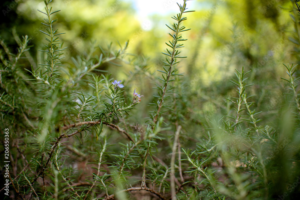 Weeping Rosemary plant. Fresh Rosemary Herb grow outdoor Weeping Rosemary plant. Fresh Rosemary Herb grow outdoor