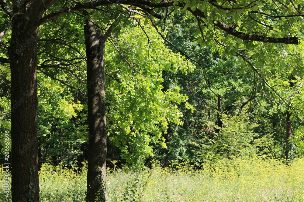 Fototapeta premium Forêt