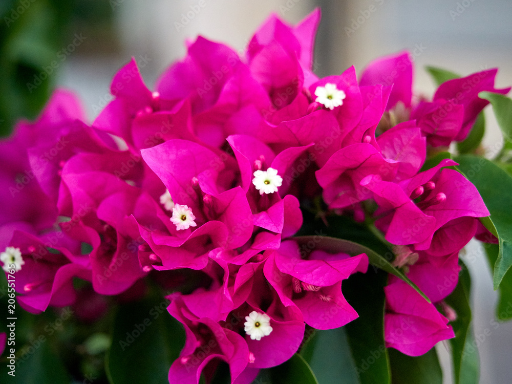 close up of fresh pink flowers close up of fresh pink flowers