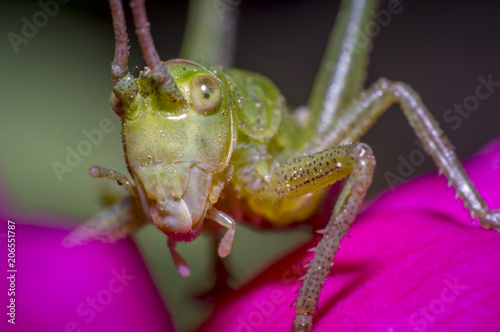Grasshopper on green leaf in the season garden © Mario Plechaty