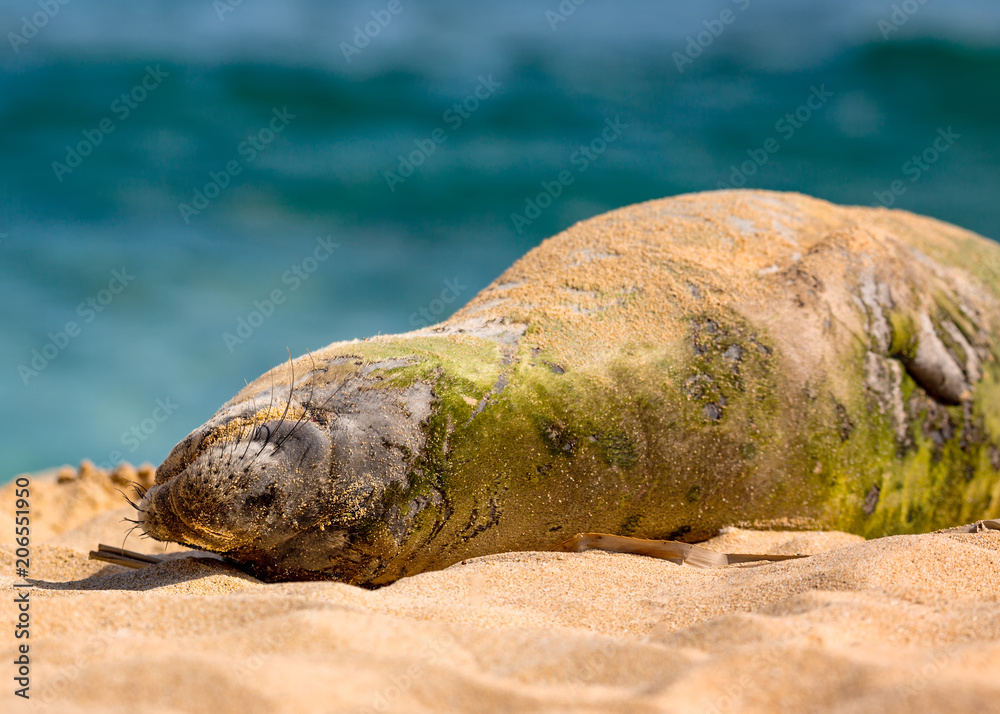 Fototapeta premium Hawaiian Munk Seal spoczywa na plaży