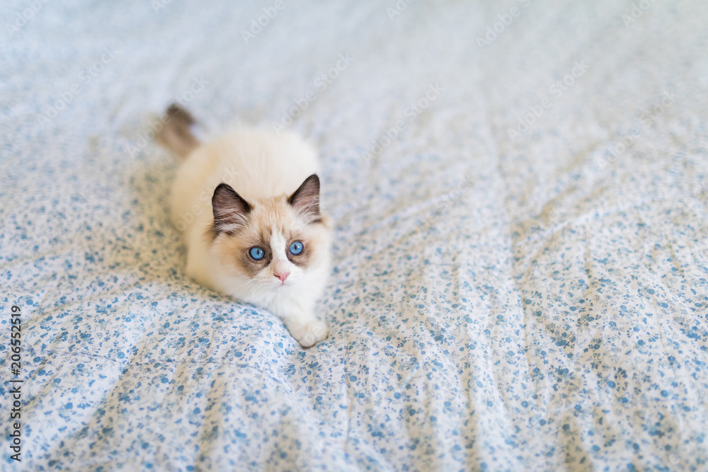 Fototapeta premium Cute ragdoll kitten on patchwork quilt