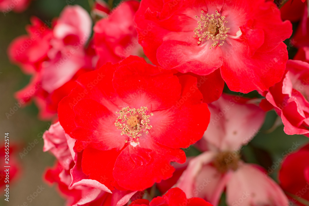 薔薇(サラバンド) 薔薇(サラバンド)