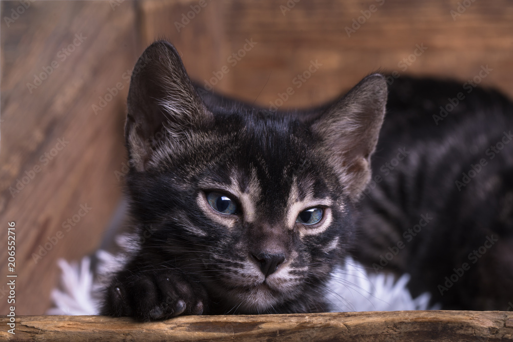 Charcoal bengal kitten close-up