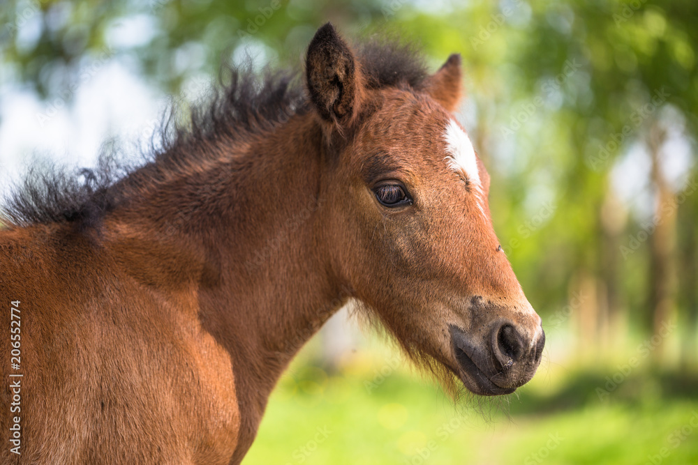 Foal in Sweden in the summer Foal in Sweden in the summer