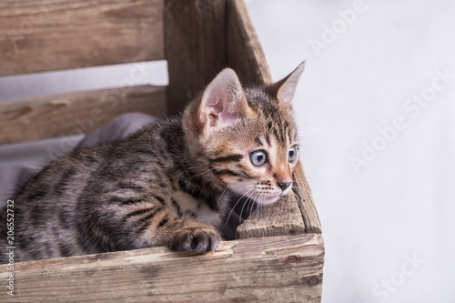 A blackspotted bengal cat climbing out of a wooden box