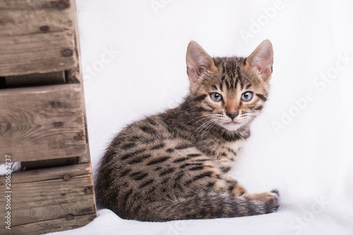 Bengal kitten