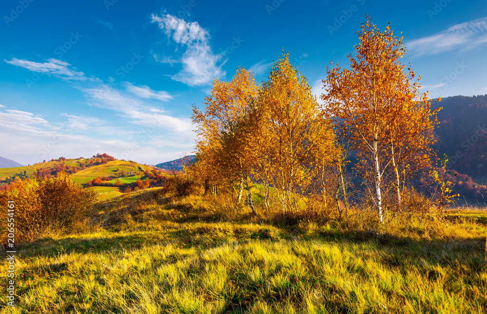 Fototapeta premium yellow birch trees in mountains at sunrise. beautiful countryside scenery in autumn with rural fields on hill in the distance under the lovely blue sky with some clouds
