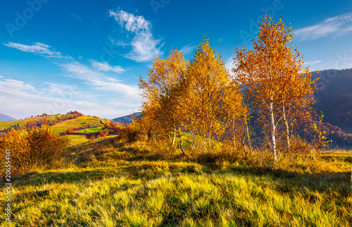 Fototapeta Naklejka Na Ścianę i Meble -  yellow birch trees in mountains at sunrise. beautiful countryside scenery in autumn with rural fields on hill in the distance under the lovely blue sky with some clouds