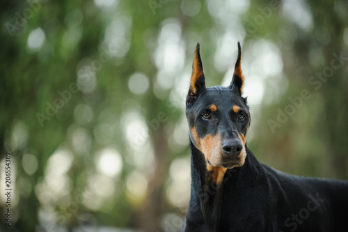 Slika na platnu Black and tan Doberman Pinscher dog outdoor portrait with cropped ears