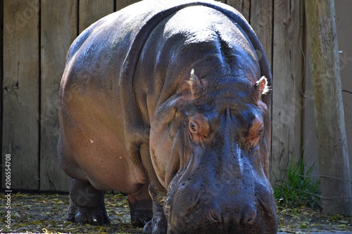 hippo