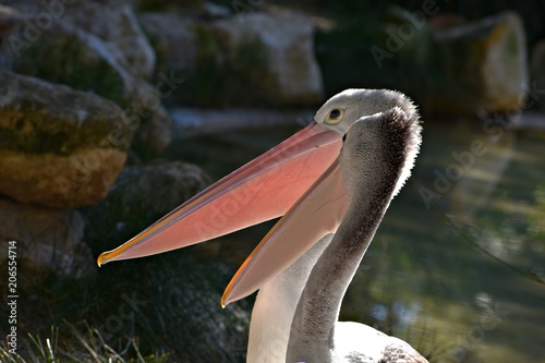 2pelicans