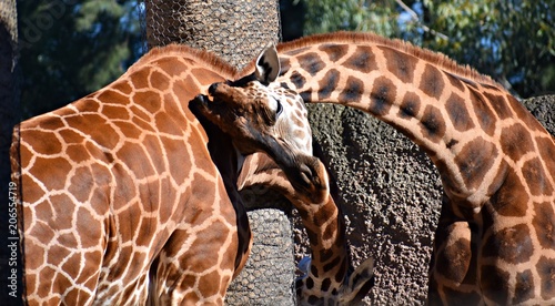 giraffe love