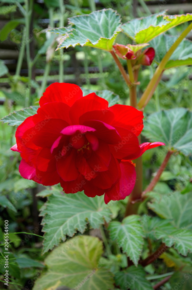 Red tuberous begonia blooms in the garden
