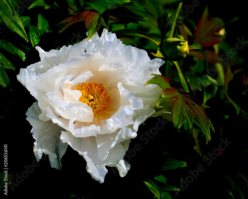 Tree-like peony, tree-shaped white peony in the garden, peony petals close-up at sunset, natural blurred background