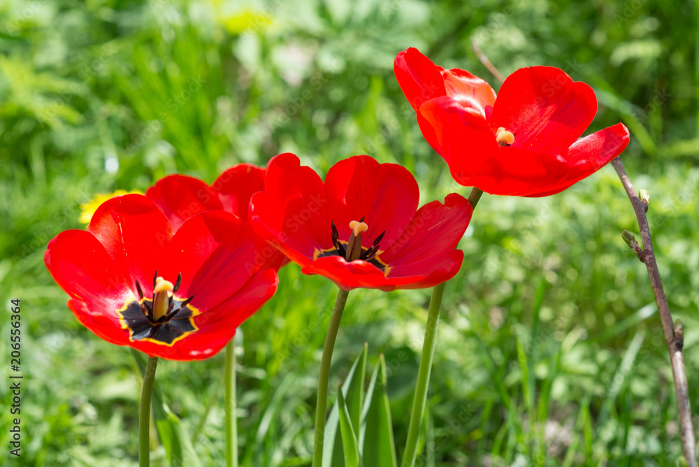 red flowers on grass background