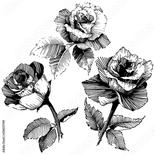 Vector roses. Wild spring leaf wildflower isolated. Floral botanical flower.Vector wildflower for background, texture, wrapper pattern, frame or border.