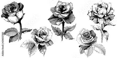 Vector roses. Wild spring leaf wildflower isolated. Floral botanical flower.Vector wildflower for background, texture, wrapper pattern, frame or border.