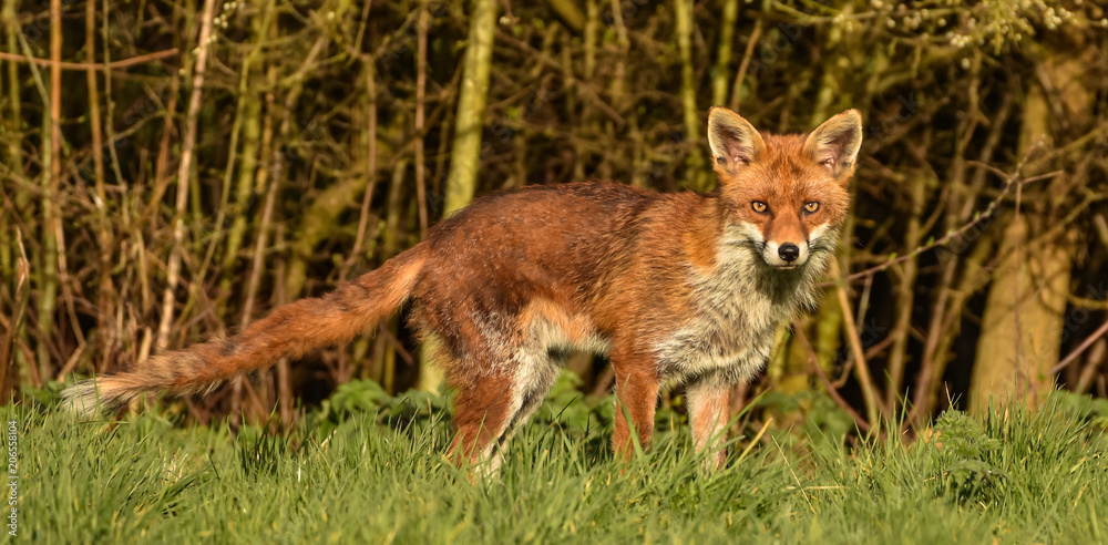 Fox in full length watching out for danger in Benfleet, Essex, UK. Fox in full length watching out for danger in Benfleet, Essex, UK.