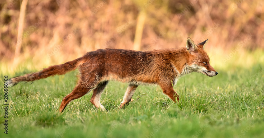 Fox patrolling his territory in Benfleet, Essex, UK.