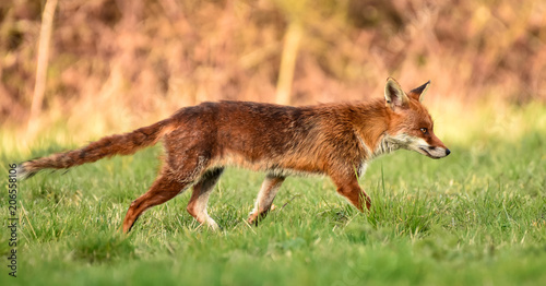 Fox patrolling his territory in Benfleet, Essex, UK. © Stewart