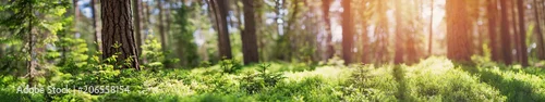 Panel kuchenny z motywem pine and fir forest panorama in spring. Pathway in the park