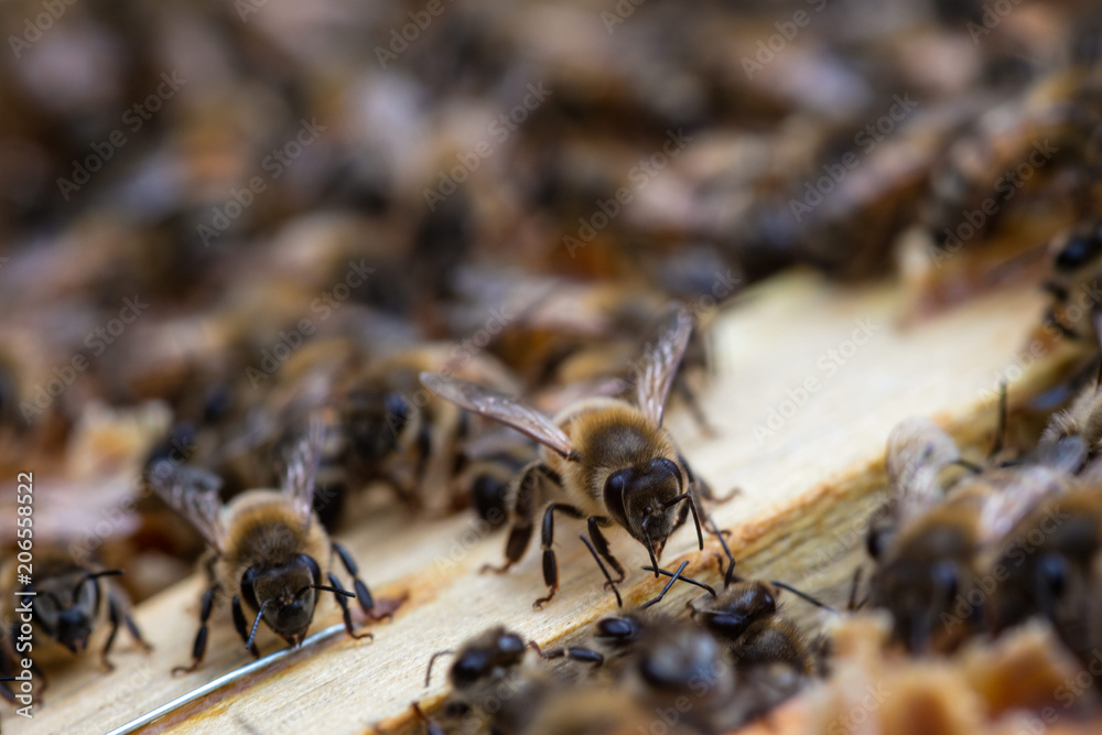 Bee Bee
