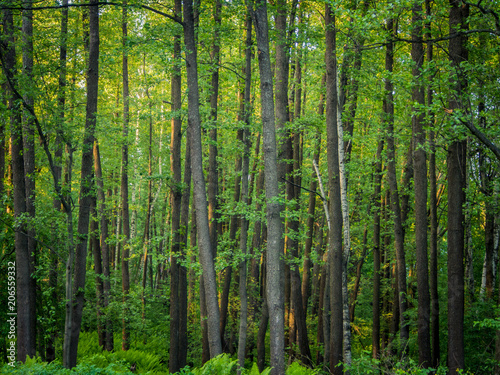 Wooden floor in a green forest. Concepts of spa, relax, wellness, nature etc.
