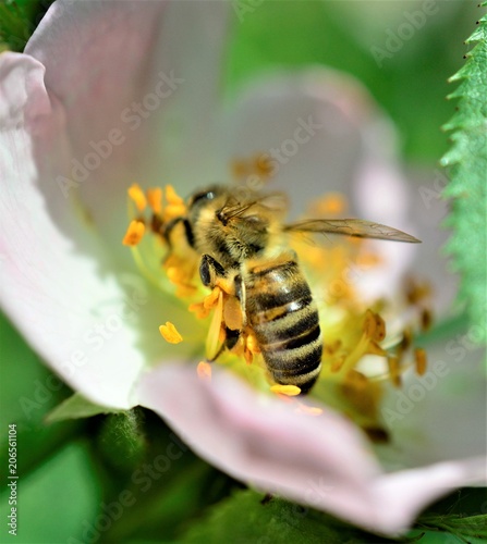 bee collecting pollen on a wild plant flower