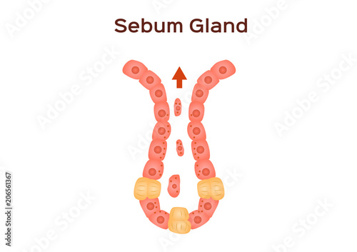 sebum oil gland in human skin vector