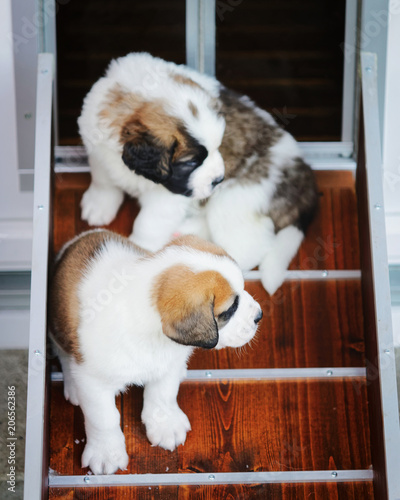 Saint Bernard puppies playing in breeding kennel Martigny Alps