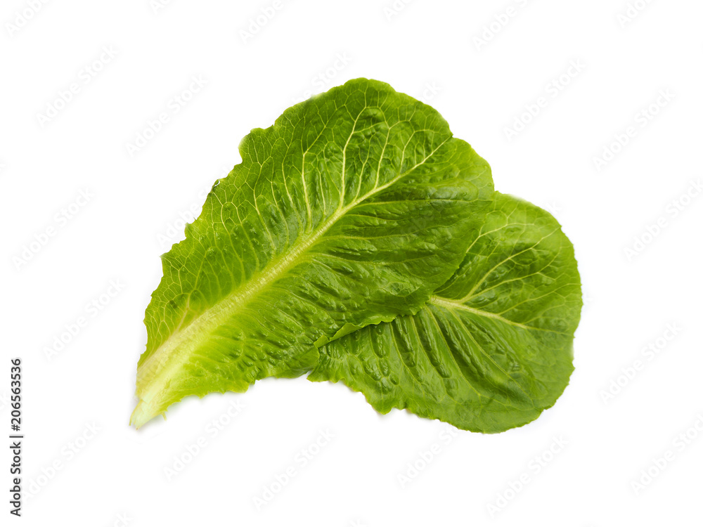 Fresh lettuce leafs isolated on white background Fresh lettuce leafs isolated on white background