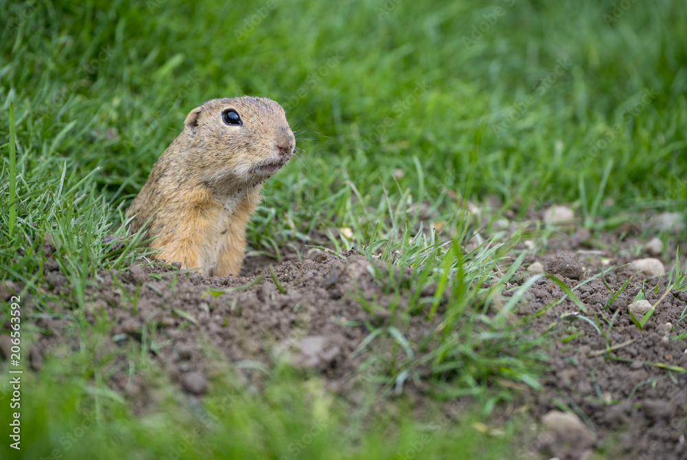 ground squirrel Spermophilus citellus on a meadow ground squirrel Spermophilus citellus on a meadow
