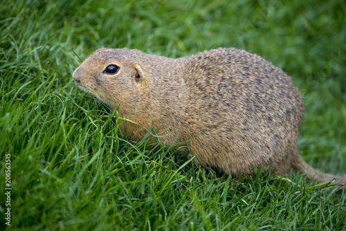 ground squirrel Spermophilus citellus on a meadow © Vera Kuttelvaserova