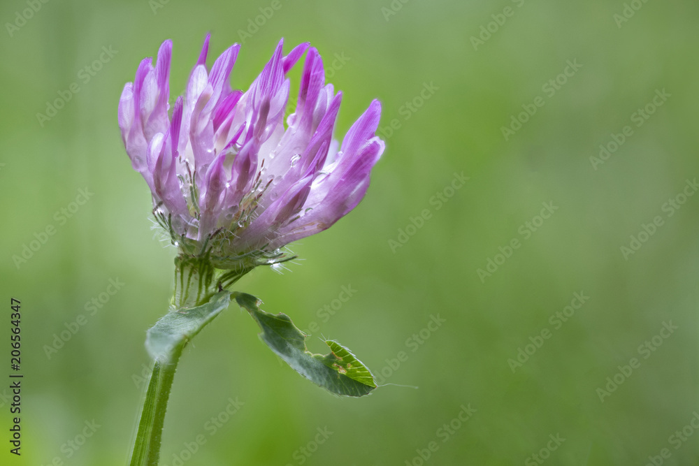 Kleeblüte nach Regenschauer makro Kleeblüte nach Regenschauer makro