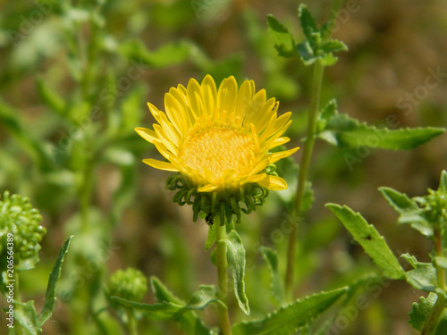 Sticky curlycup gumweed Grindelia flower close-up. It is a medicinal herb to treat illnesses such as bronchitis