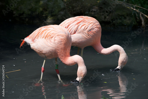 fenicotteri rosa