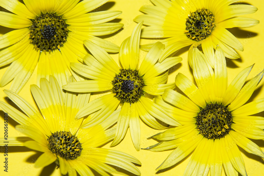 Obraz premium daisies on yellow background