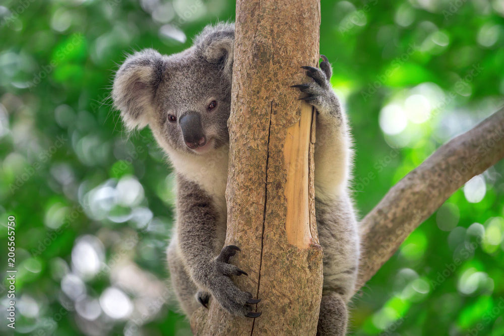 Obraz premium Koala Baby is sitting on the tree.