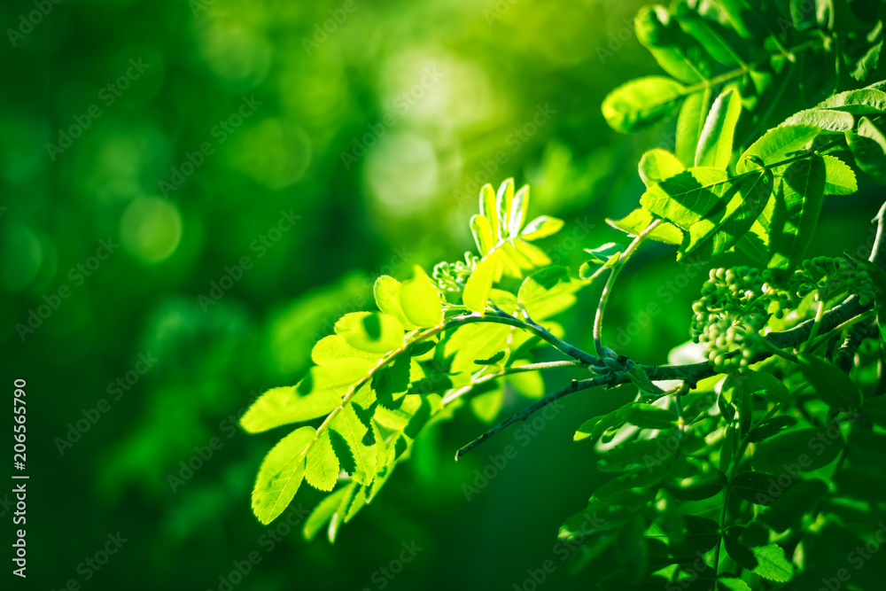 Beautiful green fresh leaves on plant in spring season. Nature leaf foliage background Beautiful green fresh leaves on plant in spring season. Nature leaf foliage background