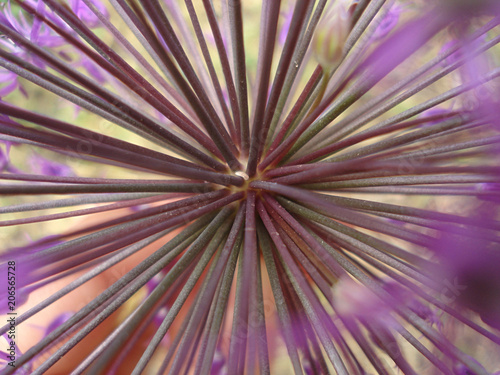 Abstract background. Flower close-up.