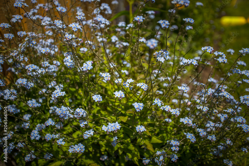 Close up of blue flowers in a garden