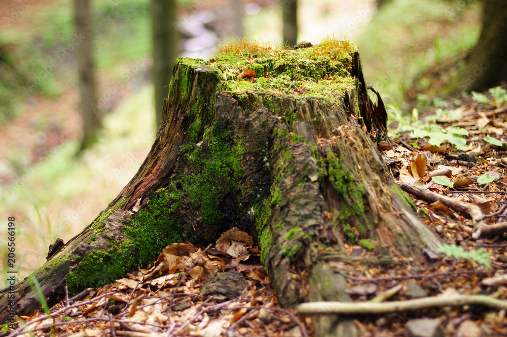 Old felled root in the forest, overgrown with mosses. Nice colors and background blur. Old felled root in the forest, overgrown with mosses. Nice colors and background blur.