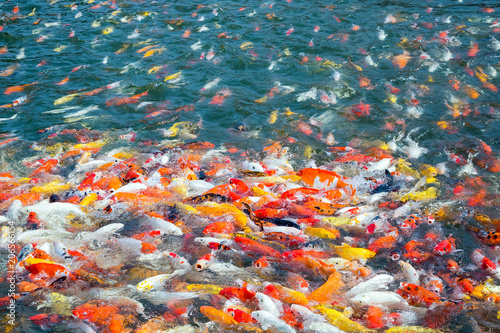 The color of the beautiful carp swimming in the pond.