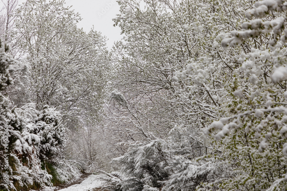 Branches of snow-covered trees in spring in Asturias, Spain Branches of snow-covered trees in spring in Asturias, Spain