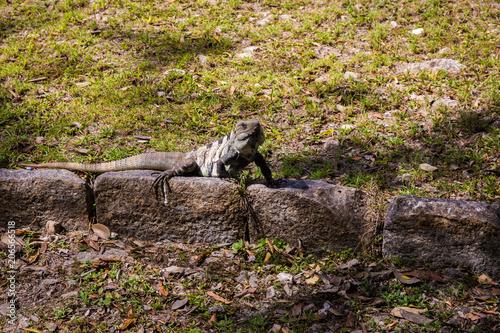 Iguana