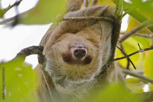 Hoffmann's Two-toed Sloth (Choloepus hoffmanni) upside down in a tree in the Manuel Antonio National Park, Puntarenas Province, Costa Rica.